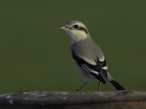 Etelänisolepinkäinen, Southern Grey Shrike, Lanius meridionalis